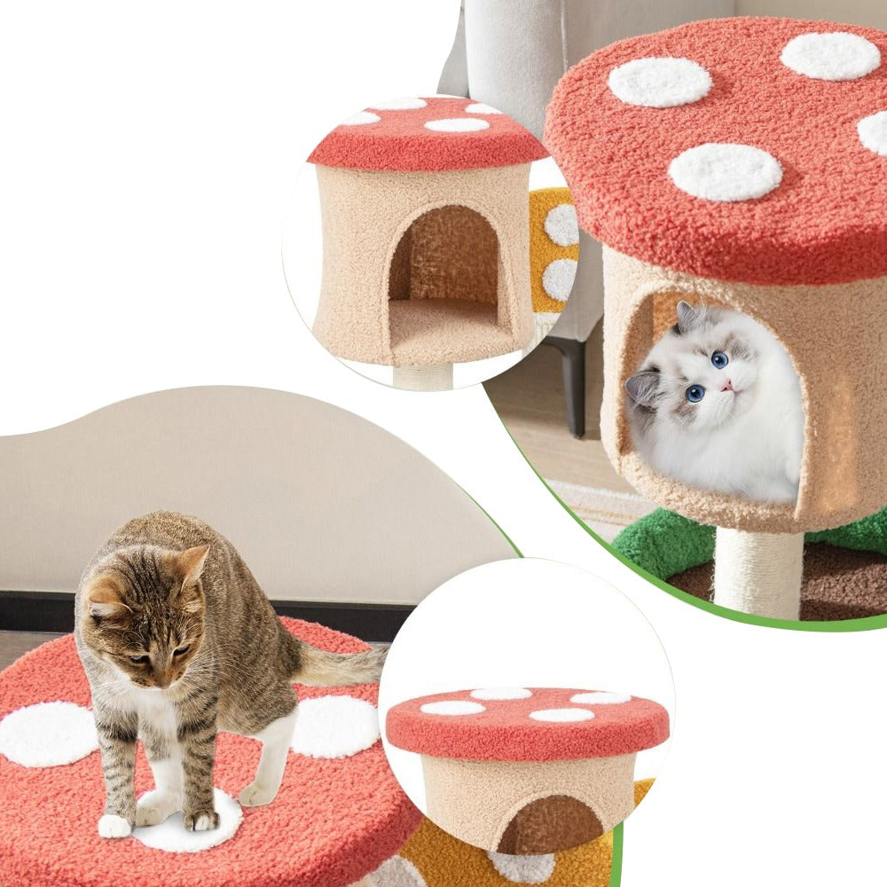 Macska mászóka gomba-3